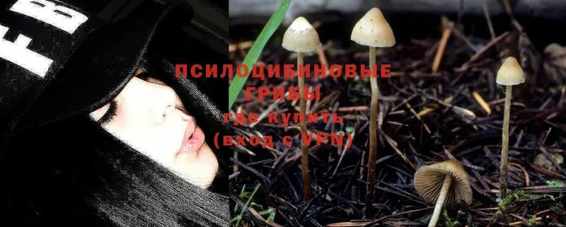 Галлюциногенные грибы Psilocybine cubensis  Кизилюрт 